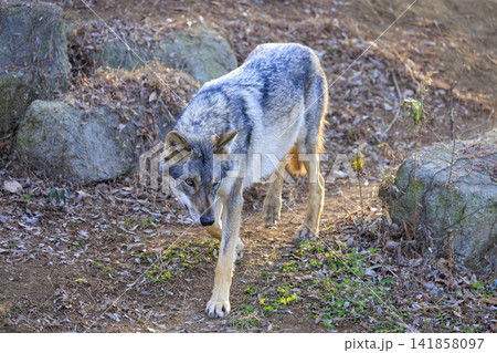 多摩動物公園,タイリクオオカミ(ハイイロオオカミ) 多摩動物公園,タイリクオオカミ(ハイイロオオカミ) 141858097