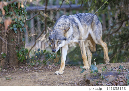 多摩動物公園,タイリクオオカミ(ハイイロオオカミ) 多摩動物公園,タイリクオオカミ(ハイイロオオカミ) 141858138