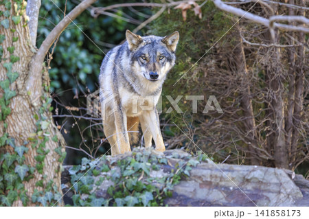 多摩動物公園,タイリクオオカミ(ハイイロオオカミ) 多摩動物公園,タイリクオオカミ(ハイイロオオカミ) 141858173