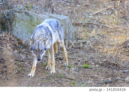多摩動物公園,タイリクオオカミ(ハイイロオオカミ) 多摩動物公園,タイリクオオカミ(ハイイロオオカミ) 141858426