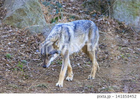 多摩動物公園,タイリクオオカミ(ハイイロオオカミ) 多摩動物公園,タイリクオオカミ(ハイイロオオカミ) 141858452