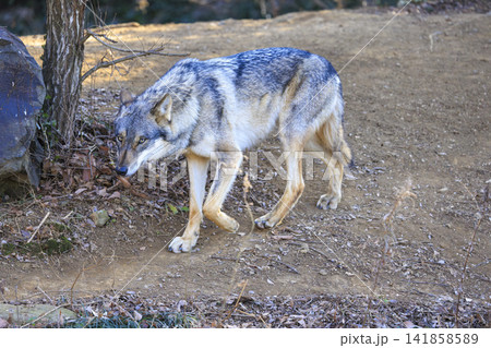 多摩動物公園,タイリクオオカミ(ハイイロオオカミ) 多摩動物公園,タイリクオオカミ(ハイイロオオカミ) 141858589