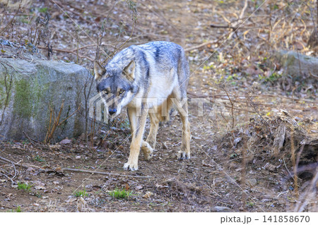 多摩動物公園,タイリクオオカミ(ハイイロオオカミ) 141858670