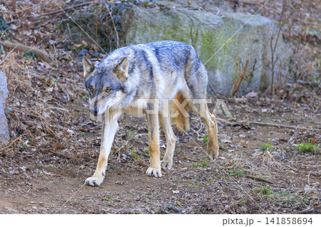 多摩動物公園,タイリクオオカミ(ハイイロオオカミ) 多摩動物公園,タイリクオオカミ(ハイイロオオカミ) 141858694
