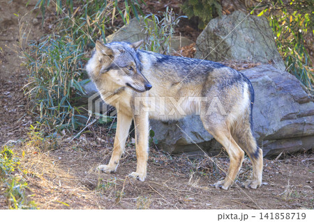 多摩動物公園,タイリクオオカミ(ハイイロオオカミ) 多摩動物公園,タイリクオオカミ(ハイイロオオカミ) 141858719