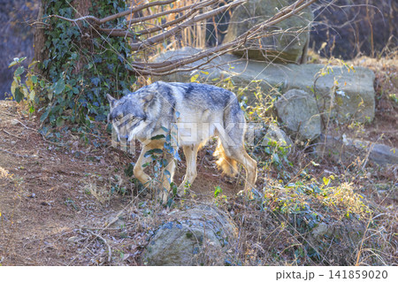 多摩動物公園,タイリクオオカミ(ハイイロオオカミ) 多摩動物公園,タイリクオオカミ(ハイイロオオカミ) 141859020