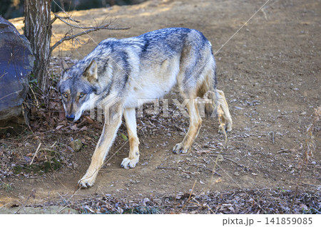 多摩動物公園,タイリクオオカミ(ハイイロオオカミ) 多摩動物公園,タイリクオオカミ(ハイイロオオカミ) 141859085