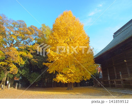 巨大な銀杏(不動ヶ岡不動尊總願寺にて撮影) 巨大な銀杏(不動ヶ岡不動尊總願寺にて撮影) 141859512