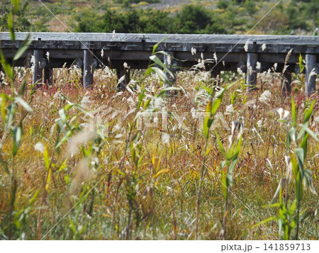 10月上旬の浄土平(福島県福島市) 10月上旬の浄土平(福島県福島市) 141859713