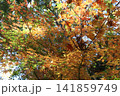 色のコントラスト 141859749