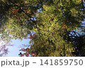 空を見上げる 141859750