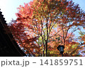 秋はここに 141859751