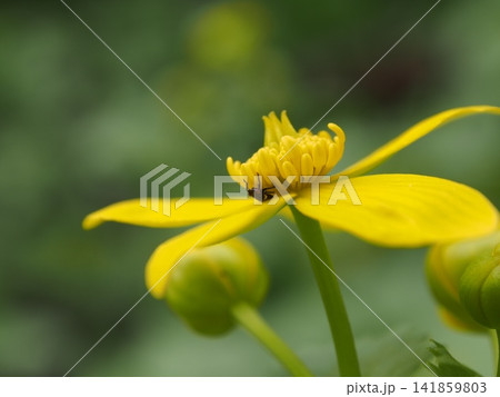 美しい黄色の花びらと雄しべに隠れる小さな虫のクローズアップ 美しい黄色の花びらと雄しべに隠れる小さな虫のクローズアップ 141859803