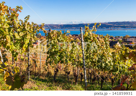 Picturesque rows of colorful autumn grapevines overlooking Lake Biel near La Neuveville, Switzerland 141859931