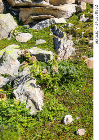 Wild spiniest alpine thistle (Cirsium spinosissimum) blooming on a rocky mountain slope in the Alps 141859952