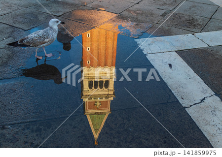 Creative Reflection of St. Mark's Campanile in a Puddle After Rain with a Seagull Standing in the Water, Venice, Italy 141859975