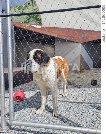 Saint Bernard dogs at breeding kennel at Great St. Bernard Pass, Switzerland Saint Bernard dogs at breeding kennel at Great St. Bernard Pass, Switzerland 141860009