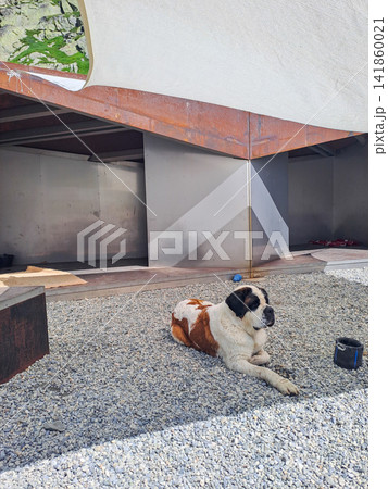 Saint Bernard dogs at breeding kennel at Great St. Bernard Pass, Switzerland 141860021