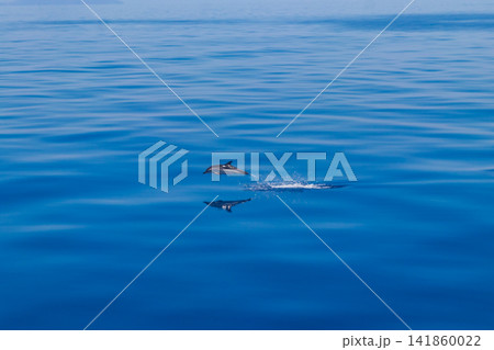 Action shot of a wild striped dolphin jumping out of the sea with reflection in the water near Aeolian Islands, Italy Action shot of a wild striped dolphin jumping out of the sea with reflection in the water near Aeolian Islands, Italy 141860022