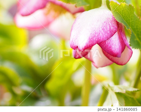 ピンク色のクリスマスローズの花の生態写真 ピンク色のクリスマスローズの花の生態写真 141860085