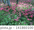 彼岸花 141860100