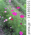 秋の花コスモスの季節がやってきた 141860101