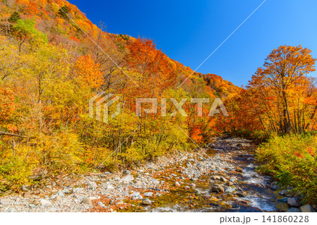 奥利根ゆけむり街道の紅葉 笠科川の流れと山全体が色とりどりに染まった紅葉の風景 141860228