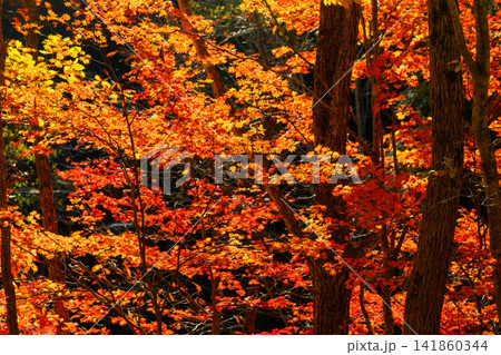 奥利根ゆけむり街道の紅葉 逆光の透過光で真っ赤に輝く木の根沢沿いの紅葉と木立の風景 奥利根ゆけむり街道の紅葉 逆光の透過光で真っ赤に輝く木の根沢沿いの紅葉と木立の風景 141860344