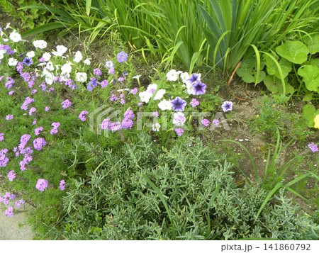 こじま花の会花畑の白色と紫色ののペチニアの花 こじま花の会花畑の白色と紫色ののペチニアの花 141860792