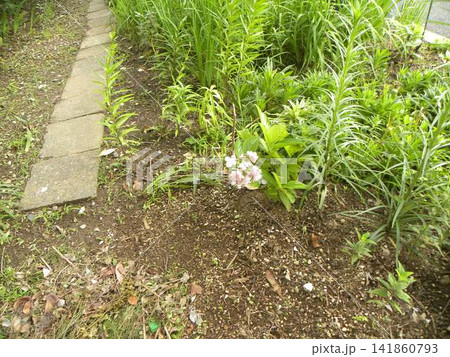 こじま花の会花畑の紫陽花の白い花 こじま花の会花畑の紫陽花の白い花 141860793