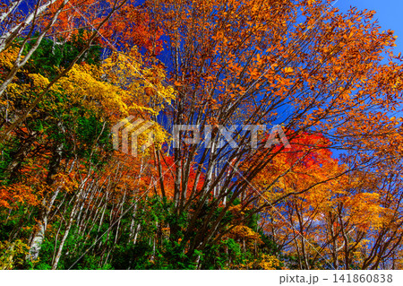 奥利根ゆけむり街道の紅葉 照葉峡エリアの一面に広がる美しい紅葉と青空の風景 141860838