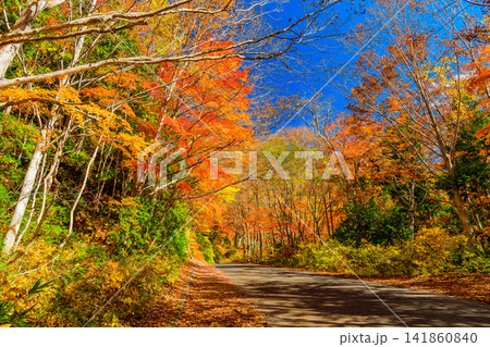 奥利根ゆけむり街道の紅葉 照葉峡を走り抜ける先へと続く街道と美しい紅葉のトンネルの風景 奥利根ゆけむり街道の紅葉 照葉峡を走り抜ける先へと続く街道と美しい紅葉のトンネルの風景 141860840