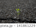 アスファルトの割れ目から生える植物 141861229