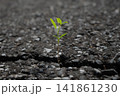 アスファルトの割れ目から生える植物 141861230