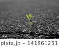 アスファルトの割れ目から生える植物 141861231