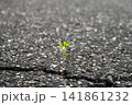 アスファルトの割れ目から生える植物 141861232