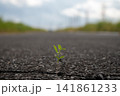 アスファルトの割れ目から生える植物 141861233