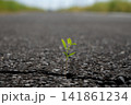 アスファルトの割れ目から生える植物 141861234