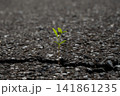 アスファルトの割れ目から生える植物 141861235