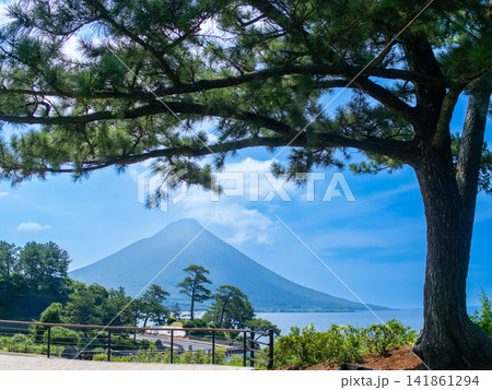 開聞岳を望む松林の展望風景 開聞岳を望む松林の展望風景 141861294