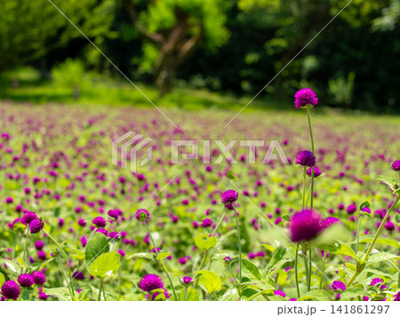 紫の花畑と前景の花 紫の花畑と前景の花 141861297