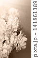 Big white aromatic peony flowers 141861389