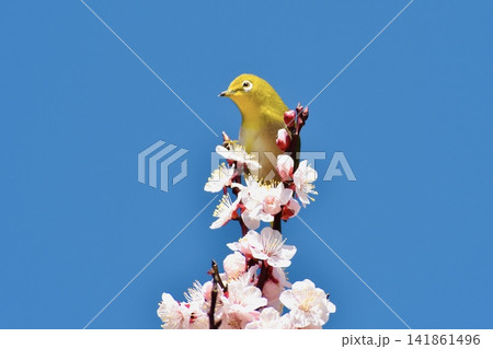 梅の花が咲いた枝にとまったメジロ 梅の花が咲いた枝にとまったメジロ 141861496