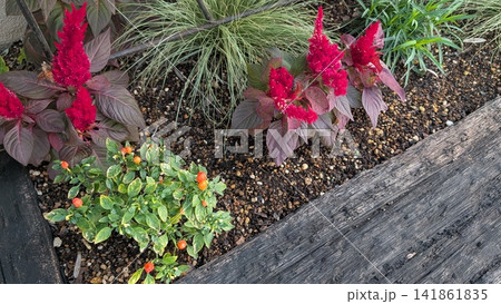 秋の花壇に咲く赤いケイトウと観賞用トウガラシ 秋の花壇に咲く赤いケイトウと観賞用トウガラシ 141861835