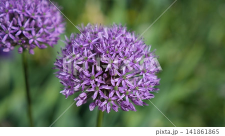 Purple Flower With Green Blurred Backdrop. Detailed View Of Spherical Purple Bloom In Natural Light Purple Flower With Green Blurred Backdrop. Detailed View Of Spherical Purple Bloom In Natural Light 141861865