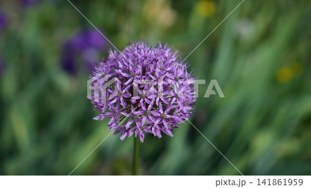 Magnificent Allium Bloom With Violet Hues Illuminated By Soft Morning Sunlight In Botanical Setting 141861959