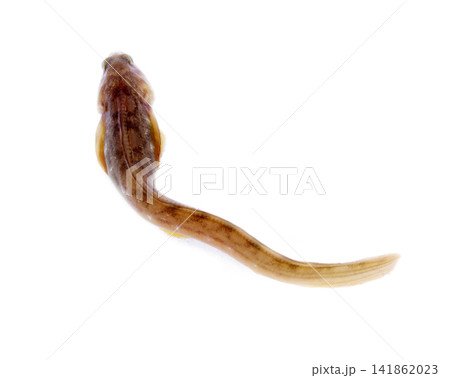 very attractive animal in different poses very attractive animal in different poses 141862023