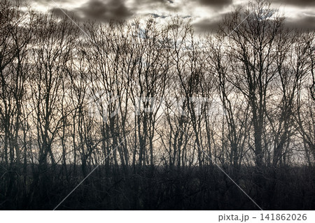 Script of bare branches of trees without foliage against cloudy sky 141862026