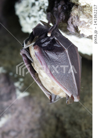 Bats sleep in dungeon. Horseshoe-nosed bat Bats sleep in dungeon. Horseshoe-nosed bat 141862217