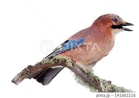Multicolored Jay with blue mirror on wing. Bird portrait 141862218